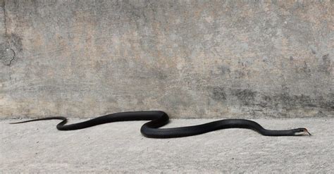 Indigo Snake vs Black Racer: What’s the Difference? - IMP WORLD