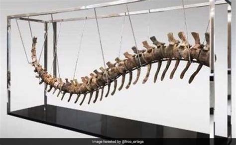 Dinosaur Tail Discovered In Morocco To Be Auctioned To Raise Funds For ...