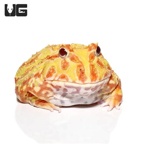 CB Pacman Frog Ceratophrys Cranwelli — Toadally Frogs LLC, 46% OFF