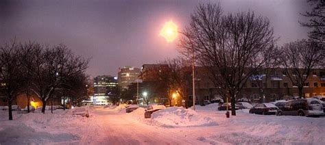 Premium Photo | Snow covered trees at night