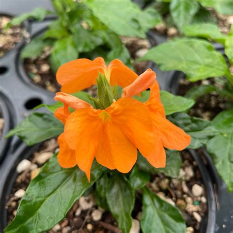 Crossandra 'Orange' - Firecracker Flower (4.5" Pot) | Little Prince To Go