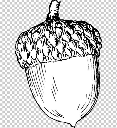 Acorn Drawing PNG, Clipart, Acorn, Acorn Squash, Art, Artwork, Black And White Free PNG Download