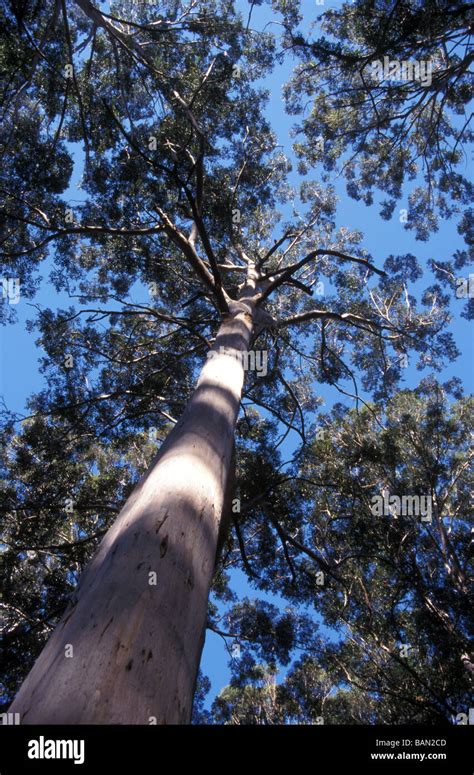 eucalyptus forest Western Australia Stock Photo - Alamy