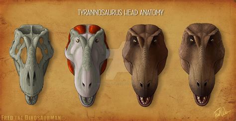 Tyrannosaurus Rex Head Anatomy by FredtheDinosaurman on DeviantArt