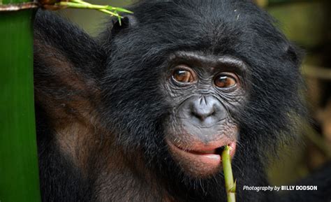 Strengthening bonobo conservation through satellite technology