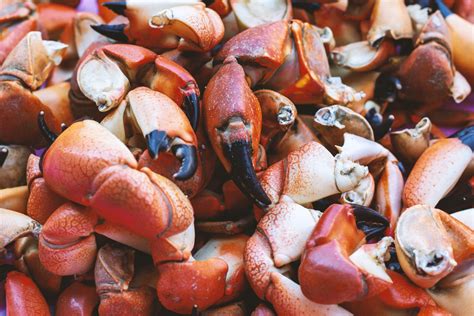 Stone Crab Season Starts Today. So What Do You Do With Them? | Sarasota ...