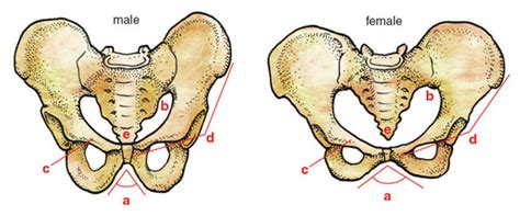 An Updated Prehistory of the Human Pelvis | American Scientist