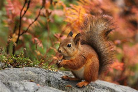 Feeding red squirrels peanuts may make natural diet a tough nut to crack - News and events ...