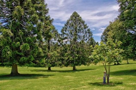 7 Common Types Of Pine Trees In Australia - ProGardenTips