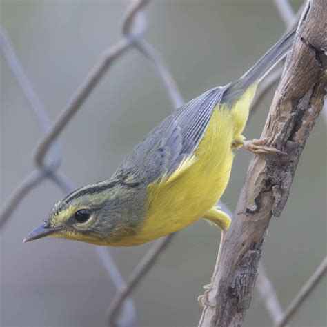 Rare Bird Alert: September 22, 2023 - American Birding Association