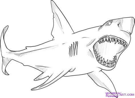 Pin by Laloni Slone on new | Shark coloring pages, Great white shark ...