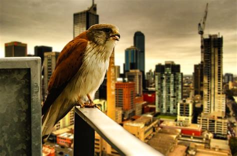 Urbanization is scientifically proven to be speeding up evolution in animals