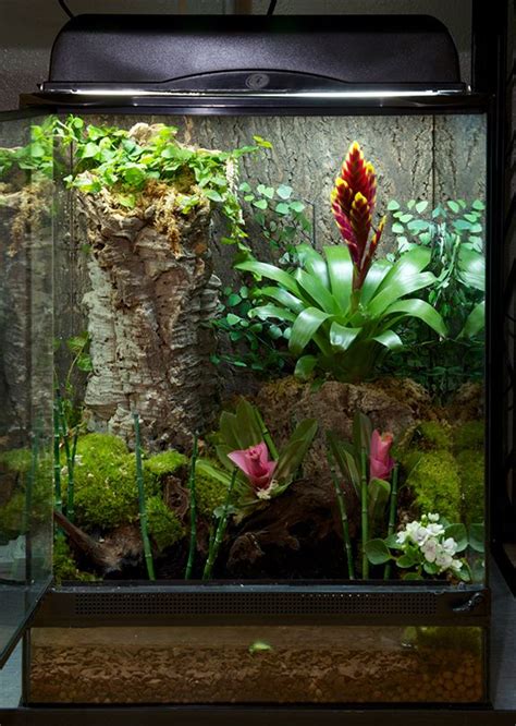 Lizard terrarium plants from around the world – Artofit