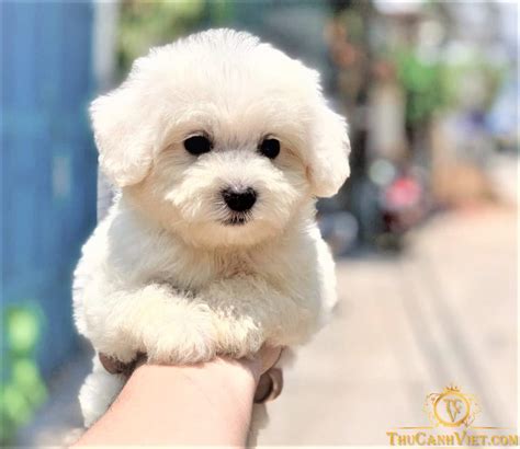 Chó Poodle và những lưu ý quan trong trước khi nuôi