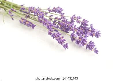 Lavender Flowers Isolated On White Background Stock Photo 144431743 | Shutterstock