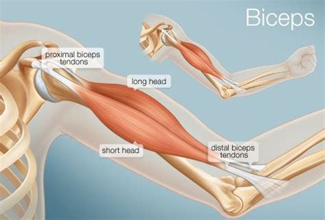 Bicep Tendon Elbow Anatomy - 4Nids