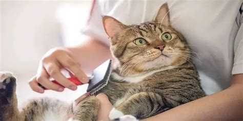 Common Tabby Cat Health Problems?