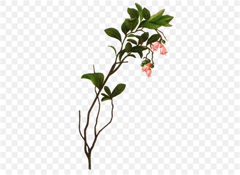 Flower Clip Art, PNG, 420x599px, Flower, Branch, Drawing, Flora, Flowering Plant Download Free