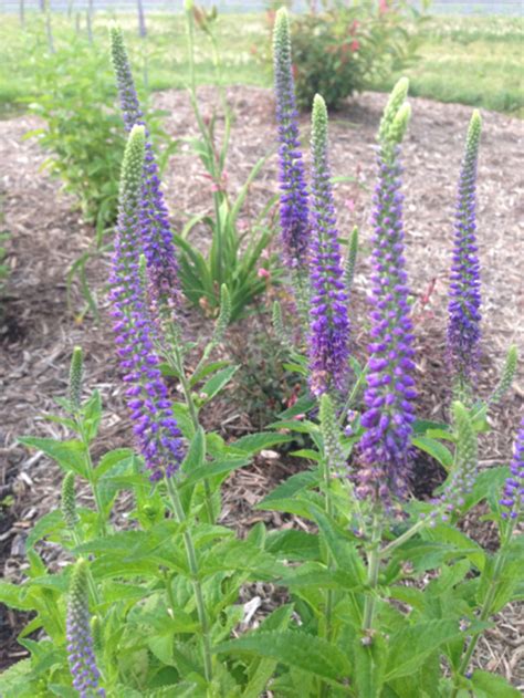 Plant Veronica spicata 'Sunny Border Blue' by Tracy Woods in Cloudy Way ...