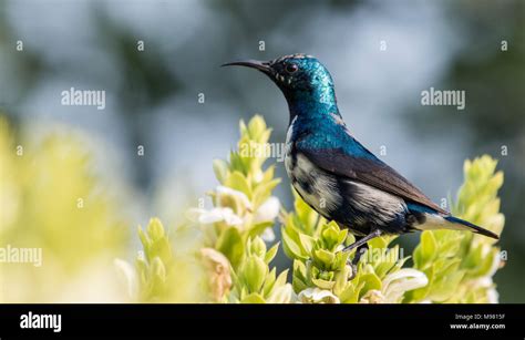 purple sunbird male Stock Photo - Alamy