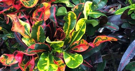 Croton Varieties: Types Of Croton Plants For Home and Landscape