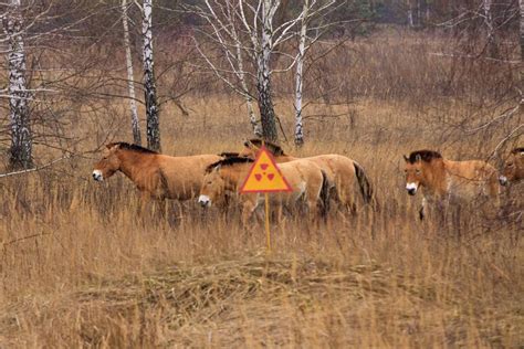 What We Know About the Chernobyl Animal Mutations