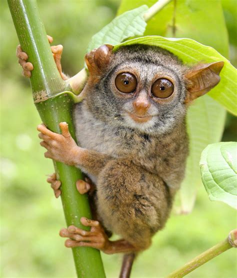 Critically Endangered. Siau Island Tarsier (Tarsius tumpara) - inhabits only one small ...