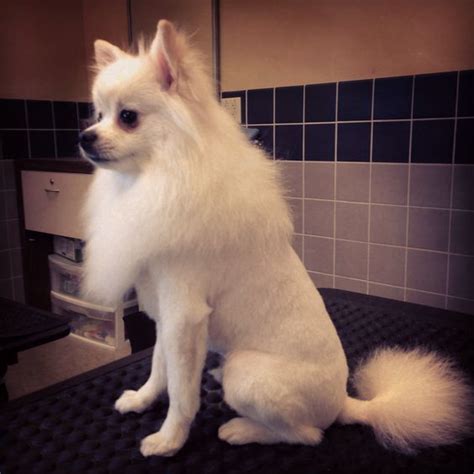 25 Pomeranian Haircuts for Dog Lovers – HairstyleCamp