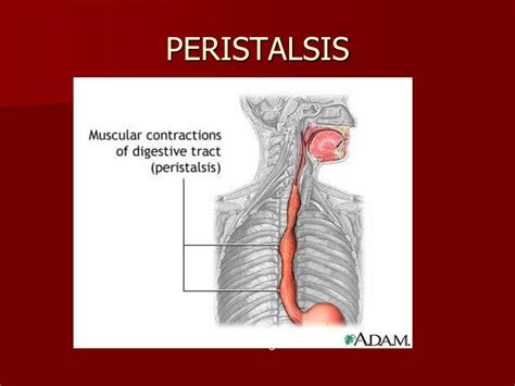 PPT - DIGESTIVE SYSTEM PowerPoint Presentation, free download - ID:3095280