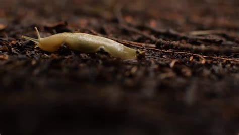 Banana Slug Stock Video Footage - 4K and HD Video Clips | Shutterstock