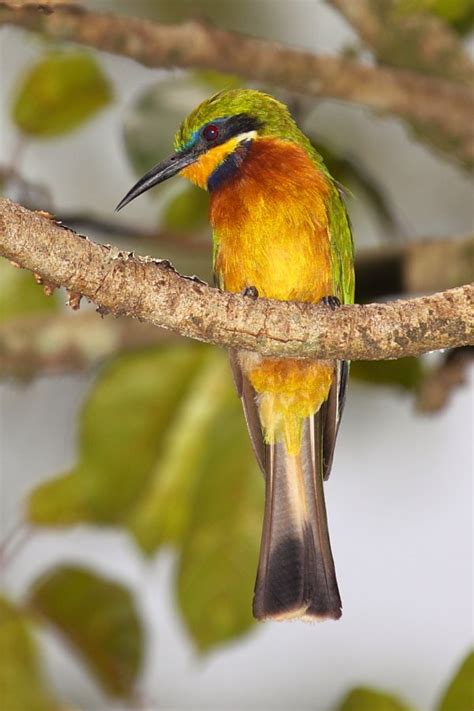 10,000 Birds | The Bee-eaters of Africa