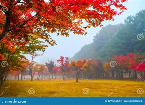 Colorful Autumn at Nami Island, South Korea. Stock Image - Image of ...