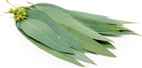 Eucalyptus Leaves Information, Recipes and Facts