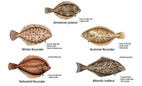 Flatfish Identification | Scrolller