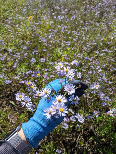 Sky Blue Aster Blooms - Native Connections