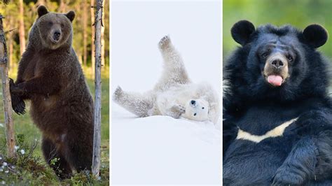 What species of bear live in Russia? (PHOTOS) - Russia Beyond