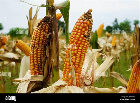 Moldy corn. View of corn with Ear Rot, damage commonly caused by insect ...