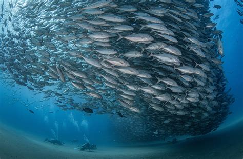 Fish swim in schools to save energy - Earth.com