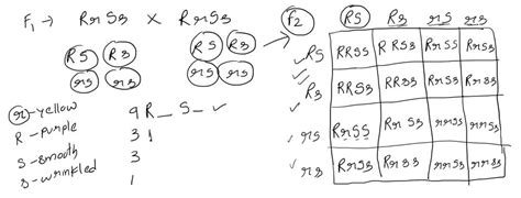 SOLVED: Two F1 parents are crossed to produce the F2 offspring. RrSs x ...