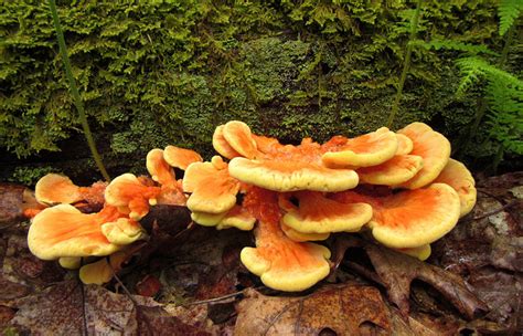 Maryland Biodiversity Project - Sulfur Shelf (Laetiporus sulphureus)