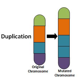 Genetics and Biochemistry: Understanding The Basics Of Mutation And Its ...