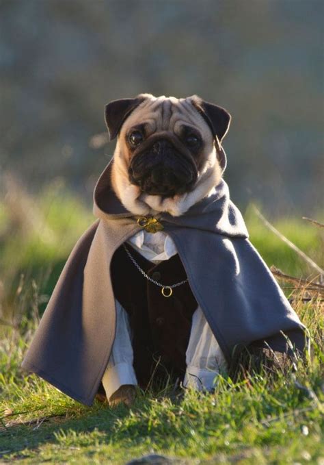 Bono sports one of the pooch's Lord Of The Rings costumes | Pugs in costume, Pugs, Pugs funny