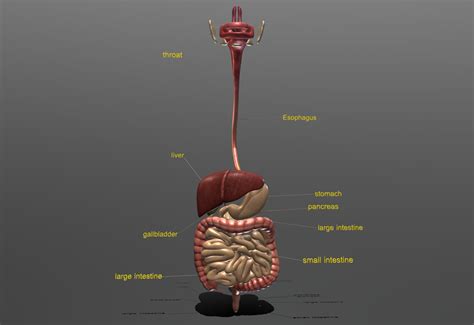 digestive system 3D Model - AssetsDeals.pro