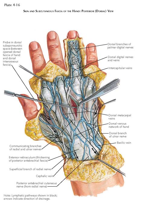 FASCIA AND SUPERFICIAL ANATOMY OF THE HAND - pediagenosis