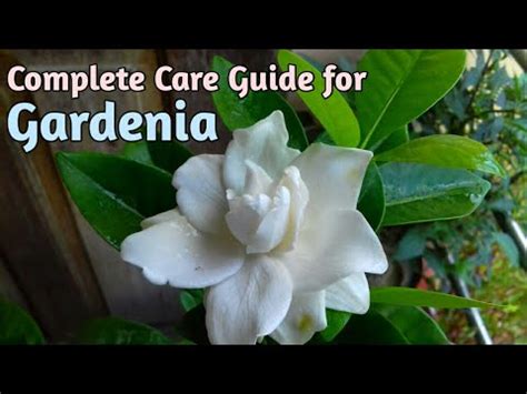 All About Gardenias//How to Grow Gardenia Plant//Gardenia Care//Gardenia Plant Care - YouTube