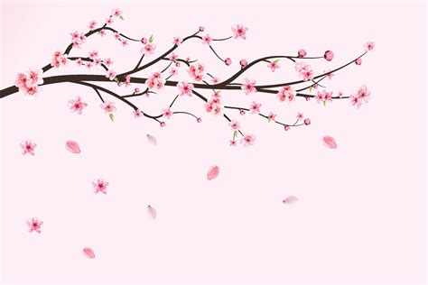 Japanese Cherry blossom vector. Cherry blossom leaves falling ...