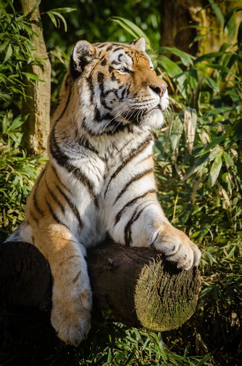 Sumatran Tiger Free Stock Photo - Public Domain Pictures