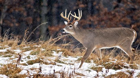 7 Whitetail Deer Hunting Tips and Tricks | MeatEater Hunting