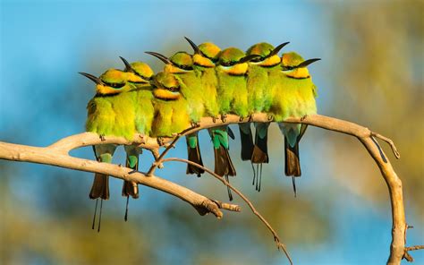 Birds of Australia Steal the Spotlight in Inaugural Photo Contest | Birds of australia ...