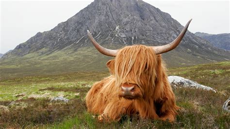 Highland cow rests in front of the Buachaille Etive Mòr near Glencoe, Scotland, UK | Windows ...